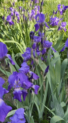 Purple irises bloom in Votkinsk garden under sunny skies