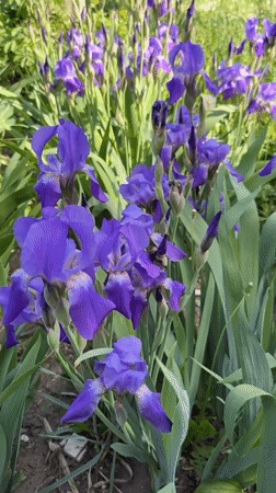 Purple irises bloom in Votkinsk garden under sunny skies