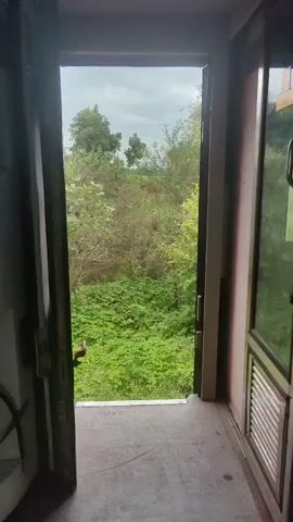 The video shows a view from inside a train car through an open doorway. The doorway reveals a landscape filled with lush green vegetation, including trees and bushes. The sky above is cloudy, indicating an overcast day. The camera is stationary, looking outwards from the train.