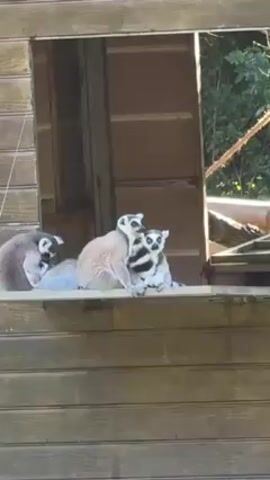 Four ring-tailed lemurs are gathered on a wooden ledge within a wooden structure resembling a shed or small house. The structure has a square opening serving as a window. The lemurs are arranged closely together, some leaning on others, their distinctive black and white striped tails are partially visible. The lemur on the left appears to be resting or grooming, while the others are alert, looking towards something outside the frame. Behind the structure, green foliage and tree branches are visible. The scene is well-lit, suggesting daytime.
