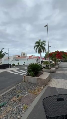 A white tourist train with pink banners on top drives past palm trees, red flowers, and planters on the side of a street. The sky is overcast.