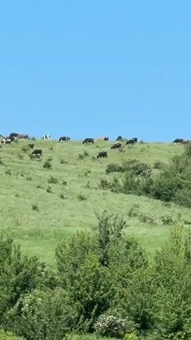 The video shows a pasture on a hillside with a clear blue sky above. A herd of cattle grazes on the green grass. Small shrubs and bushes dot the hillside. Closer to the viewer, taller green trees and shrubs fill the foreground. The camera zooms out to show more of the hillside and the line of trees at the crest of the hill. Then, the cows have moved out of the camera's field of view.