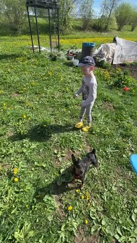 A child and a small dog are playing outside on a sunny day in a grassy field dotted with dandelions. The child, wearing grey clothing and a blue baseball cap, throws a blue disc. The black dog catches the disc in its mouth and then drops it. The child walks further away. In the background, there is a water tank on a stand, some buckets, and garden supplies. The video is taken from a static, high-angle perspective.