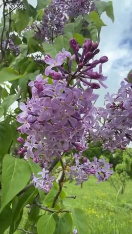 The video shows close-up views of a lilac bush in bloom. The flowers are a pale purple color, and the bush has green leaves. The background is a grassy field with some other trees. The sky is blue with some white clouds. The camera angle is low, looking up at the bush.