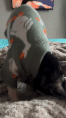 Woman documents morning routine with dressed-up dogs in Krasnodar