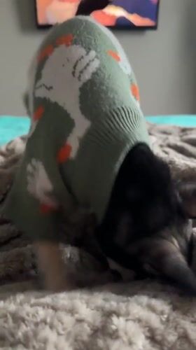 Woman documents morning routine with dressed-up dogs in Krasnodar