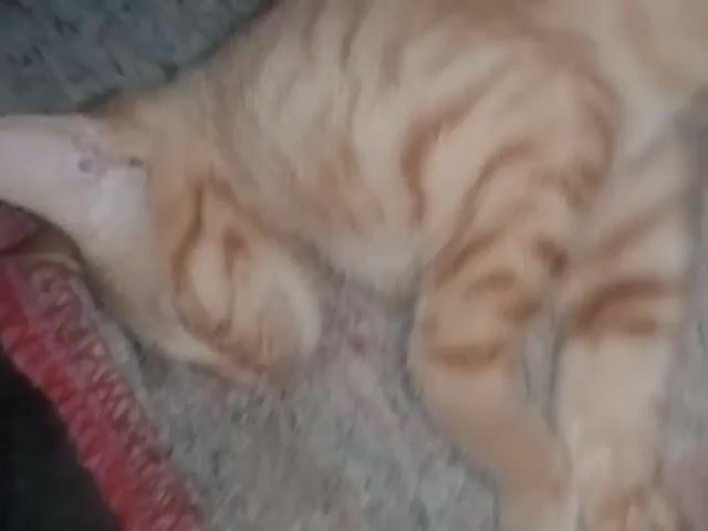 A close-up video captures an orange tabby kitten sleeping on a textured surface that appears to be a mat or rug. The kitten's eyes are closed, and its body is relaxed as it lies on its side. The fur is a light orange with darker orange stripes. The kitten's ears are visible, and one appears to have a slight crease or fold. The background is out of focus but suggests a dimly lit environment.