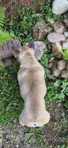 A fawn-colored French bulldog is lying on its stomach in a patch of green clover and rocks. Its head is turned to the left, and its body is elongated. The dog's tail is visible at the rear, and its hind legs are extended. The dog is surrounded by various rocks, some smooth and rounded, others rough and angular. Lush green foliage, including ferns and smaller leafy plants, grows among the rocks. The dog appears to be sniffing or investigating something on the ground.