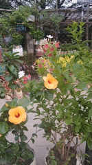 Man tends garden with hibiscus flowers in Dhaka