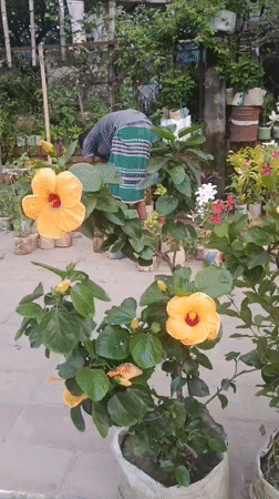Man tends garden with hibiscus flowers in Dhaka