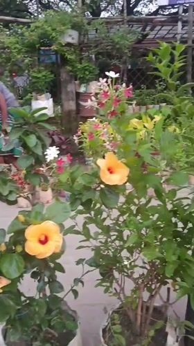 Man tends garden with hibiscus flowers in Dhaka