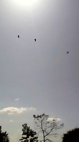 The video shows three birds flying in the sky. The sky is overcast. A silhouette of tree branches is visible on the right side of the video.  A bright light source, likely the sun, is visible on the left. The video is oriented vertically. A dark corner of a building is visible on the left side of the frame.