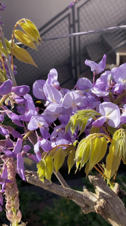 Morning photography session captures Budva coastline and spring blooms