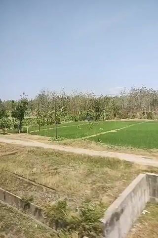 The video shows a landscape from a moving vehicle, likely a train, looking out a window. The scene is rural with fields of crops, trees, and a dirt path. The sky is clear and blue. There are some structures visible in the distance, including what appears to be a utility pole. The foreground shows dry grass and the side of the vehicle's interior. The video appears to be of a daytime scene.