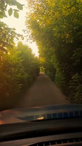 The video shows a narrow paved road passing through a dense forest. The sun is setting, casting a warm glow on the scene. The trees on either side of the road are lush and green, forming a canopy overhead. A lone figure can be seen walking in the distance on the road. The perspective is from inside a vehicle, looking out through the windshield. The dashboard of the vehicle is partially visible in the foreground.