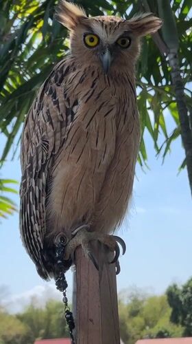 Ear-tufted owl perched outdoors in Kuta Selatan, Bali