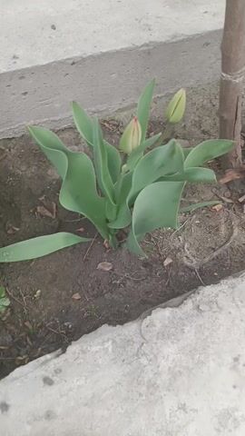 The video shows a tulip plant in the ground next to a curb and the base of a tree. The tulip plant has several green leaves and two tulip buds that are mostly green but show a bit of red color at the tips. There is another green plant to the left of the tulip, and some garden debris scattered around. The ground is bare dirt. Behind the planting area, some miscellaneous items can be seen. The video appears to be shot from a standing position.