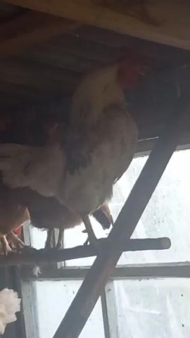 A rooster stands on a perch inside a wooden structure. The rooster is mostly white with some brown markings. It has a red comb and wattles. The rooster is facing to the right. In the background, there are other chickens and the structure appears to be a coop or shed with a window. The floor of the structure is covered with straw or hay. The video is shaky and the lighting is dim.