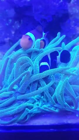 The video captures an underwater scene in an aquarium, likely a reef tank, illuminated by blue and purple lights. Two clownfish, characterized by their orange and white stripes, are nestled amongst the tentacles of a bright green sea anemone. The anemone's tentacles are long and wavy, creating a soft, undulating environment for the fish. The clownfish appear to be moving slightly within the anemone, their bodies partially obscured by the tentacle formations. The background is blurry and dark, with hints of blue coral or rock structures. The focus is on the intimate interaction between the clownfish and their host anemone.