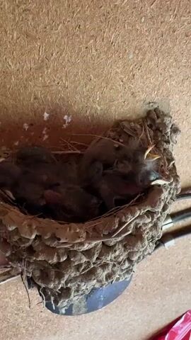 A close-up video shows a bird's nest made of mud and straw, containing several small, fluffy, dark-colored baby birds. The birds appear to be very young, with some of them opening their mouths, possibly anticipating food. The nest is attached to a textured wooden surface, likely a wall or ceiling. The lighting suggests an indoor or sheltered environment.