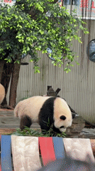 Giant pandas feed on bamboo in Jiulongpo District enclosure