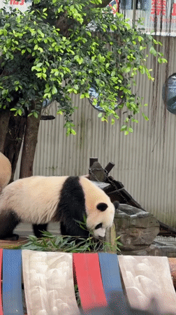 Giant pandas feed on bamboo in Jiulongpo District enclosure