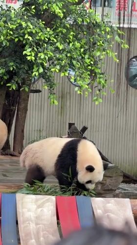 Giant pandas feed on bamboo in Jiulongpo District enclosure