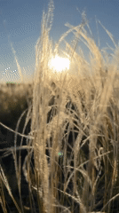 Tall grasses sway in sunlit field during morning hours