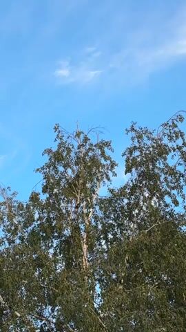 This video shows an upward view of the top of a tree against a bright blue sky with thin white clouds. The tree has green foliage and bare branches. The image is shaky, suggesting it was captured handheld. There are no people or other objects visible in the video.