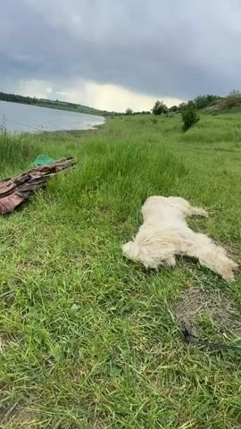 The camera pans across a grassy bank of a lake or reservoir. A white Komondor dog lies on the grass. Fishing poles are stuck in the ground, angled toward the water. A white bucket and camo-patterned blanket are on the ground nearby. The water is still under a cloudy sky.