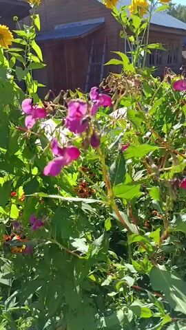 The video shows a close-up view of pink and yellow flowers with green leaves in the foreground. In the background, a rustic wooden building with a dark roof and windows is visible. The sky is blue and clear. The camera focuses on the flowers, which are swaying gently in the breeze. Some of the pink flowers are in focus, while others are blurred. The yellow flowers are further away and also appear slightly out of focus. The building is slightly out of focus, suggesting that the camera is focusing on the flowers in the foreground. The overall impression is of a sunny day in a garden or natural setting.