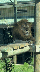 Zoo visitors observe jaguar feeding, giraffes in Florida facility