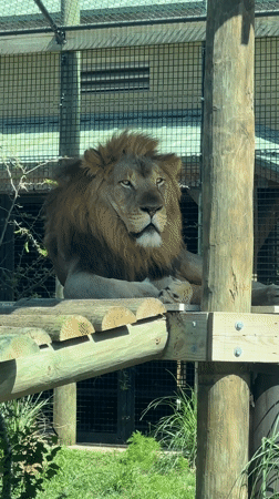 Zoo visitors observe jaguar feeding, giraffes in Florida facility