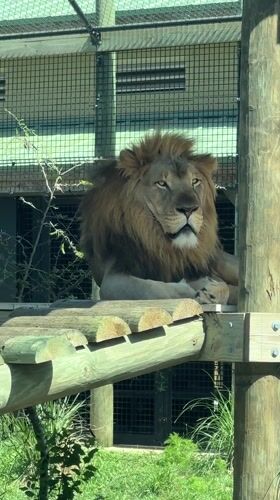 Zoo visitors observe jaguar feeding, giraffes in Florida facility