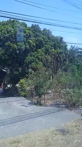 This is a horizontal video taken from a moving vehicle, likely a car, showing a roadside view with lush green foliage and vegetation. The sky is a clear blue with a few wispy clouds. There are several utility poles with wires running overhead, typical of a rural or semi-urban area. The vegetation appears to be a mix of trees and smaller plants, some of which are growing wild and encroaching on the roadside. In some frames, there are glimpses of what might be houses or buildings through the trees. The road itself is visible in some parts of the video, appearing to be paved. There are no people or animals clearly visible in the video. The overall impression is one of a tropical or sub-tropical environment.