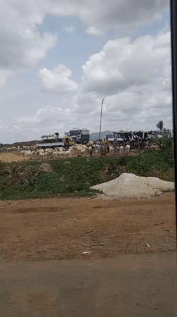 Goat herd gathers near trucks in rural Nigeria