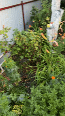 A tidy Belarusian backyard at golden hour, full of garden charm