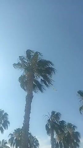 The video pans up from a beach to a clear blue sky, showing palm trees and the sun. The camera then moves to show a lamppost and finally a wide view of the ocean, with a rocky shore in the foreground.