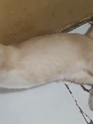 A light orange and white striped cat lies on a white tiled floor next to a light brown wall. The cat looks at the camera with wide, dilated eyes. It lifts its right front paw for a moment, then lowers it while continuing to look forward.