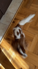 Cavalier King Charles Spaniel plays at home in Budva