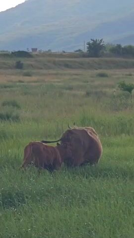 The video shows a cow and her calf standing in a grassy field, the calf seeming to feed from its mother. They are reddish-brown in color. Behind them is an open, grassy landscape with a distant hill or mountain in the background. The sky is somewhat hazy. The cows are the primary focus, and the camera remains static throughout the short video.
