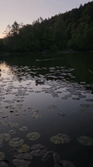 Ducks swim peacefully on lily-covered lake in St. Gallen