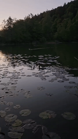 Ducks swim peacefully on lily-covered lake in St. Gallen