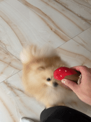 Pomeranian dogs play with toys in Aytos home
