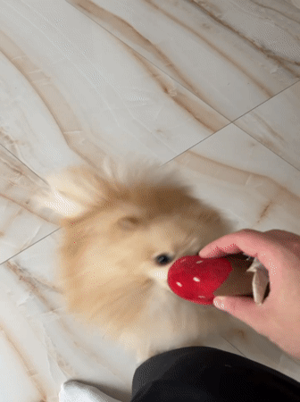 Pomeranian dogs play with toys in Aytos home