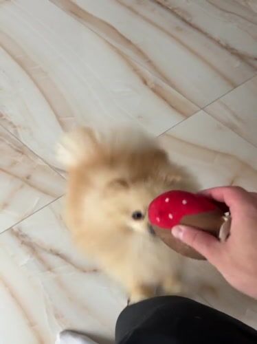 Pomeranian dogs play with toys in Aytos home