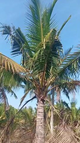A close-up shot focuses on a tall coconut palm tree with lush green fronds against a clear blue sky. The trunk is textured with rough bark. In the background, other coconut trees are visible, some with dry, brown fronds, suggesting a tropical or subtropical environment. The lighting indicates a bright, sunny day.