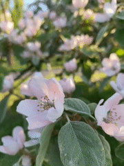 Spring flowers documented in Kryvyi Rih park