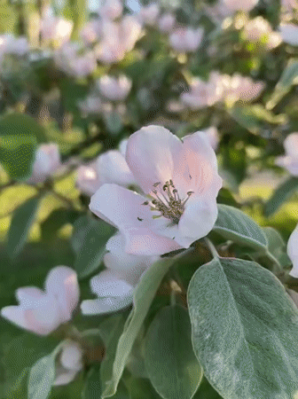 Spring flowers documented in Kryvyi Rih park