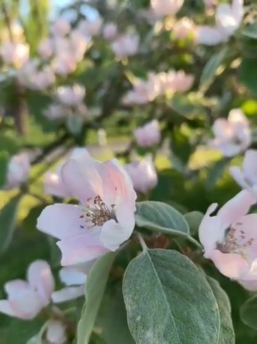Spring flowers documented in Kryvyi Rih park
